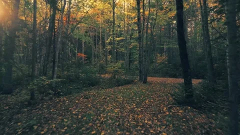 Drone Flight Through The Trees With Beautiful Fall Colours And Fallen Leaves Stock Footage 255168438