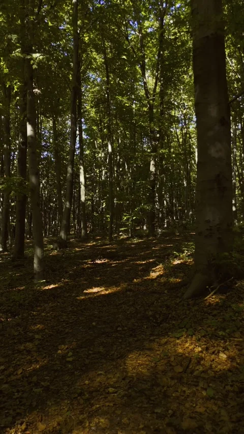 Drone flight through trees over a forest path Stock Footage 317833061