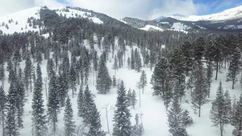 Drone flight through winter mountain forest Stock Footage 268361119