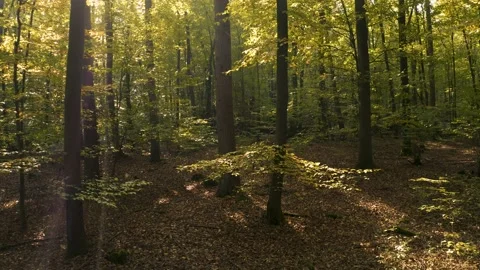 Drone flight through the woods in fall 스톡 동영상 142005878