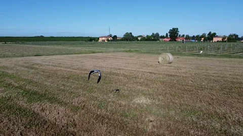 Drone flight together with herons Stock Footage 129856161