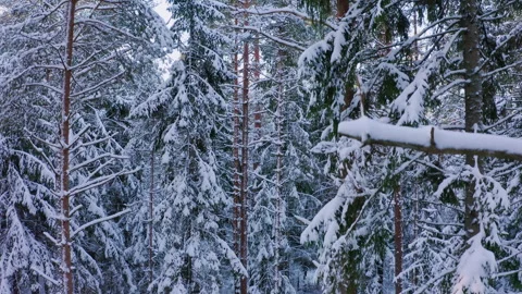 Drone flight from from top to bottom in a snowy forest. Trees with a snow. Stock Footage 266835586