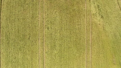 A drone flight, top down, shot over a rye field in summer. Stock Footage 194573502