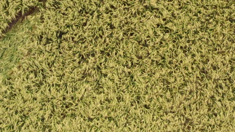 A drone flight, top down, shot over a rye field in summer. Stock Footage 194573601
