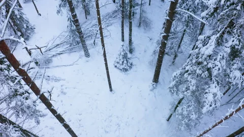 Drone flight top down view in an old boreal spruce forest in winter. Deep winter Video stock 264499813