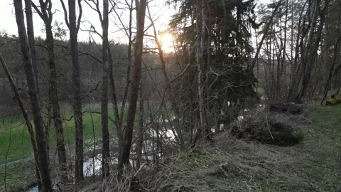 Drone Flight Toward Sunset Over Flooded Forest in Bavarian Woodland Stock Footage 340627141