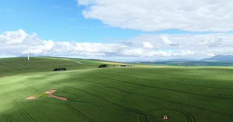 Drone Flight Toward Wind Turbines Over Canola Fields, Overberg, Western Cape Stock Footage 345080323