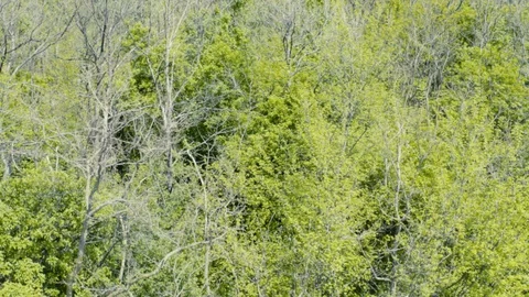 Drone flight from tree canopy to farmland panorama Stock Footage 129187253
