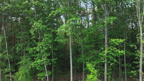 Drone flight to trees, pine trees, forests. Aerial view of the forest, the co Video stock 196720842