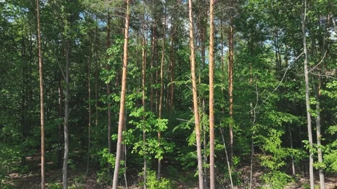 Drone flight to trees, pine trees, forests. Aerial view of the forest, the co Stock Footage 196721353
