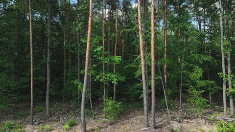 Drone flight to trees, pine trees, forests. Aerial view of the forest, the co Stock Footage 197120455
