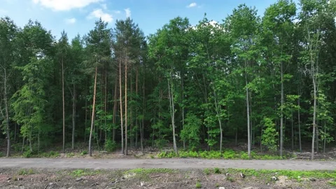 Drone flight to trees, pine trees, forests. Aerial view of the forest, the co Stock Footage 197131413