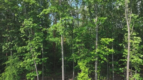 Drone flight to trees, pine trees, forests. Aerial view of the forest, the co Stock Footage 197340465