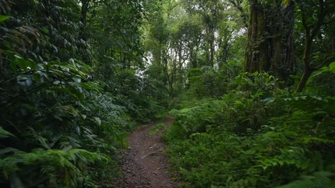 Drone flight in the tropical forest in Bali. Nature background of a rainforest. Stock Footage 277947471