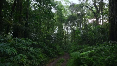 Drone flight in the tropical forest in Bali. Nature background of a rainforest. Stock Footage 278022889