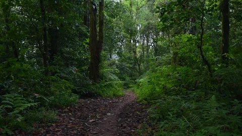 Drone flight in the tropical forest in Bali. Nature background of a rainforest. Stock Footage 278303138