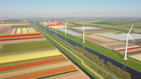 Drone flight tulip fields wind turbines, renewable energy Holland Europe Stock Footage