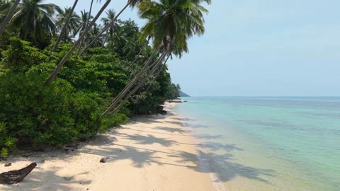 Drone flight under palm canopy along remote beach Stock Footage 310622830