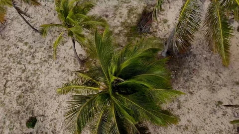 Drone flight upwards over coconut trees. Imbassaí Beach. Bahia, Brazil. Vídeo Stock 117045876