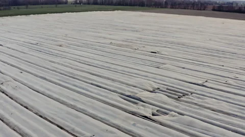 Drone flight upwards over a large asparagus field covered with foil in Germany. Stock Footage 163106617