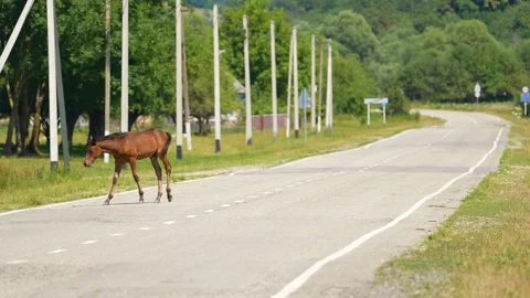 Drone flight video, gliding smoothly over a horse and a small cub walking Video stock 304978066