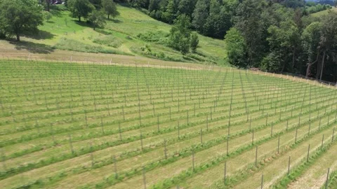 Drone flight vines in Austria 스톡 동영상 197370015