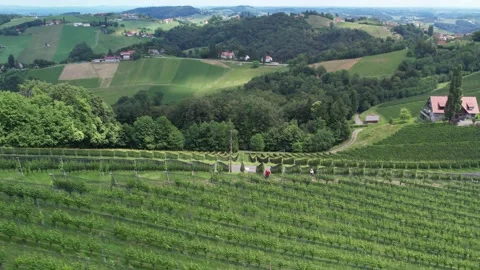 Drone flight vines in Austria 스톡 동영상 197370185