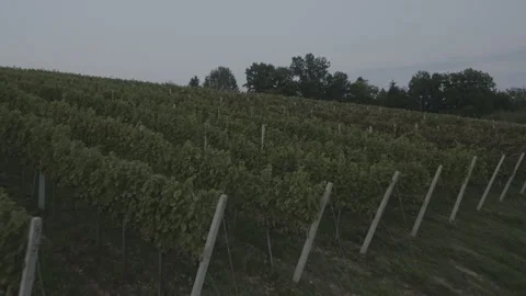 Drone flight, vineyard, Beskid Sądecki-Małopolska Stock Footage 165286398