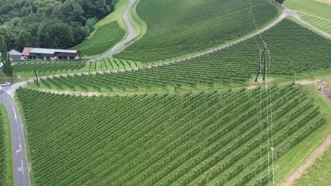Drone flight wine route in Austria 스톡 동영상 197370291