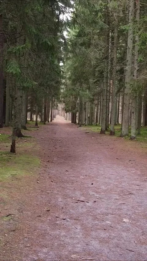 Drone floating along a woodland path, Vertical 9:16. Stock Footage 322022016