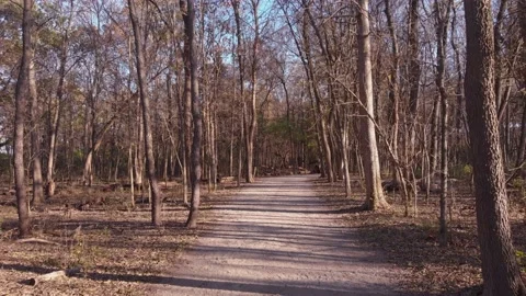 Drone floating eye level down a pathway through the winter forest Stock Footage 147988462
