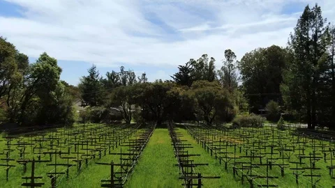 Drone floating over Vineyard Stock Footage 108126183