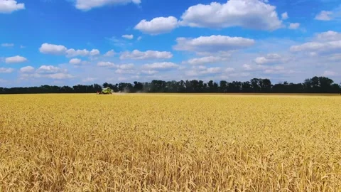 The drone floats low over the wheat Stock Footage 146526406
