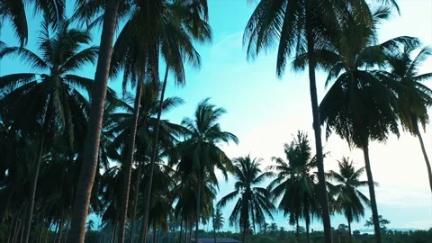 Drone floats through the coconut grove. Stock Footage 159680025