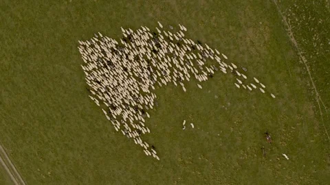 Drone of the flock of sheep in a clearing 4k HDR H264 Stock Footage 88274003