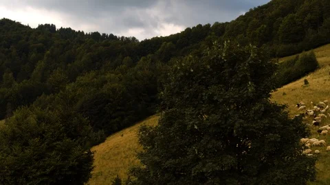 Drone of the flock of sheep in a forest clearing 4k HDR H264 Stock Footage 88274057