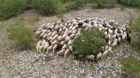 Drone of flock of sheeps in the woods Video stock 233743068
