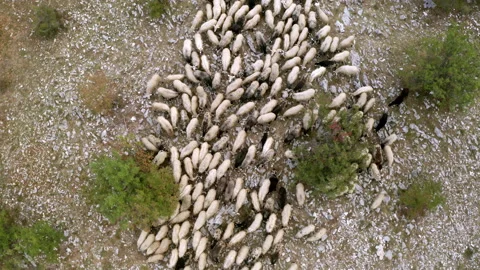 Drone of flock of sheeps in the woods 스톡 동영상 233743579