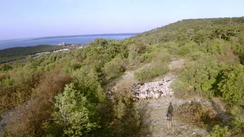 Drone of flock of sheeps in the woods Stock Footage 233743775