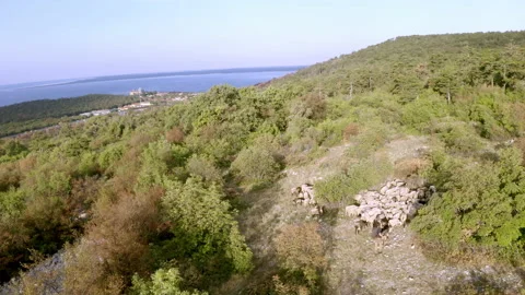 Drone of flock of sheeps in the woods 스톡 동영상 233744022