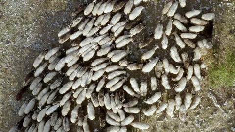 Drone of flock of sheeps in the woods Video stock 233744264