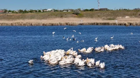 Drone, Flock of White pelicans birds flying low over a calm lake and wetlands. Vídeo Stock 327401883