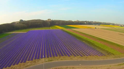 Drone Flower Field Vidéo 53240037