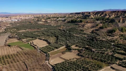 Drone fly above Olive groves and farmland fields in Marchal Andalusia Stock Footage 168570230