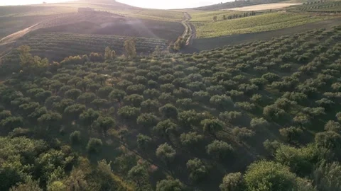 Drone fly above olive tree valley hills plantation at sunset in south italy Stock Footage 277534653