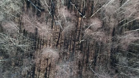 Drone fly up above spring  swampy birch forest landscape, aerial Stock Footage 122979254