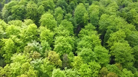 Drone fly above treetops in spring. Green wild forest	 Stock Footage 247451685