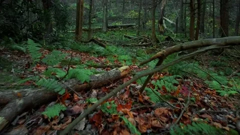 Drone Fly Along Dark Forest Floor Up Into Trees Stock Footage 143012762
