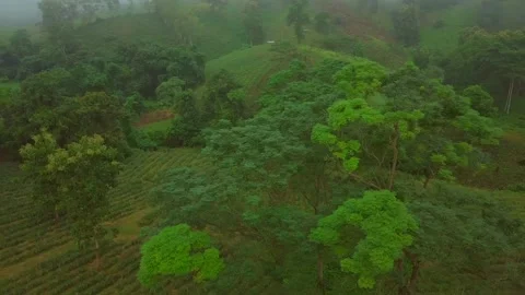 Drone Fly around the tree in Mountain in Thailand 動画素材 139858739