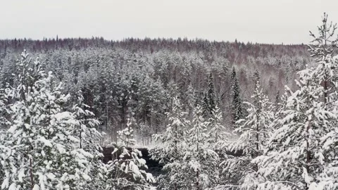 Drone fly back snow forest, trees peaks in snow under white sky 스톡 동영상 146409646
